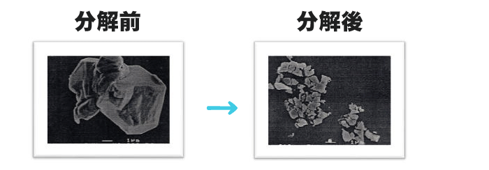 ダニの糞の分解実験 ダニの糞の分解実験
