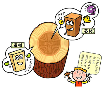 木材に関しての基礎知識 木材に関しての基礎知識