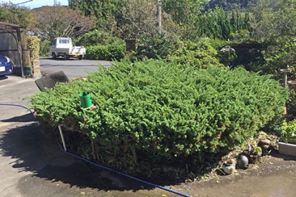 牧之原市／敷地内の植木整理