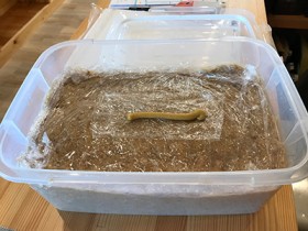 無添加味噌作り 無添加味噌作り