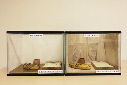 桐と新建材を比べるカビ実験 桐と新建材を比べるカビ実験